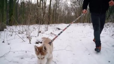 Sibirya Husky köpek yavrusu kışın şehir dışında sahibi ile bir yürüyüş için bir tasma üzerinde. Yavaş Çekim. Sony A7iii. 100 fps. Fullhd