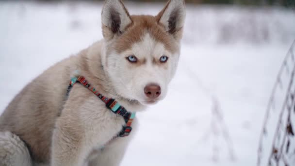 Portrait of a Siberian Husky puppy close-up on a walk with the owner outside the city in winter. Slow Motion. 100 fps. Sony A7III — Wideo stockowe