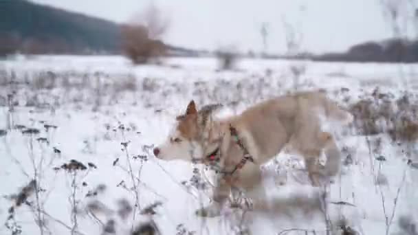 Siberian Husky puppy runs out of town for a walk in the winter. Sony A7III. 100 fps . FullHD — Stock Video