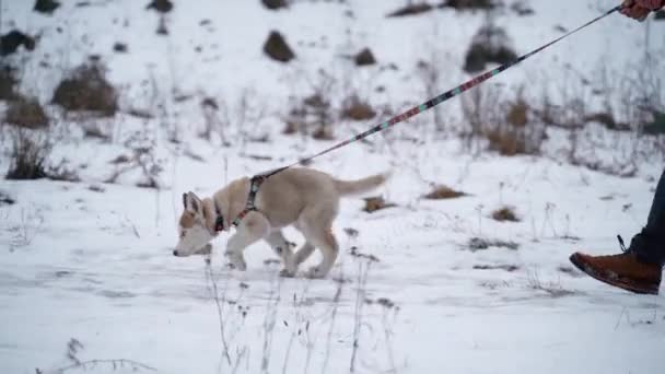 Cachorro Husky siberiano con correa para dar un paseo con el propietario fuera de la ciudad en invierno. A cámara lenta. Sony A7III. 100 fps. FullHD — Vídeos de Stock