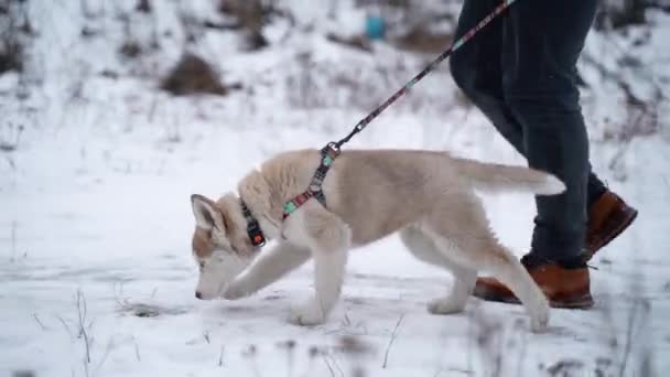 Cachorro Husky siberiano con correa para dar un paseo con el propietario fuera de la ciudad en invierno. A cámara lenta. Sony A7III. 100 fps. FullHD — Vídeos de Stock