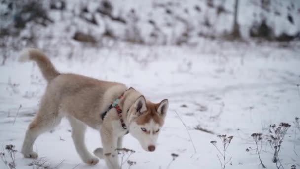 Portrait of a Siberian Husky puppy close-up on a walk with the owner outside the city in winter. Slow Motion. 100 fps. Sony A7III — Stockvideo