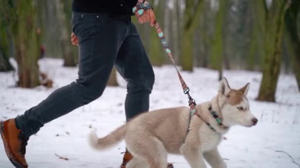 Siberische Husky puppy aan de leiband voor een wandeling met de eigenaar buiten de stad in de winter. Slow Motion. Sony A7iii. 100 fps. Fullhd — Stockvideo