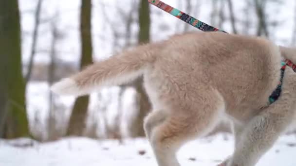 Cachorro Husky siberiano con correa para dar un paseo con el propietario fuera de la ciudad en invierno. A cámara lenta. Sony A7III. 100 fps. FullHD — Vídeos de Stock