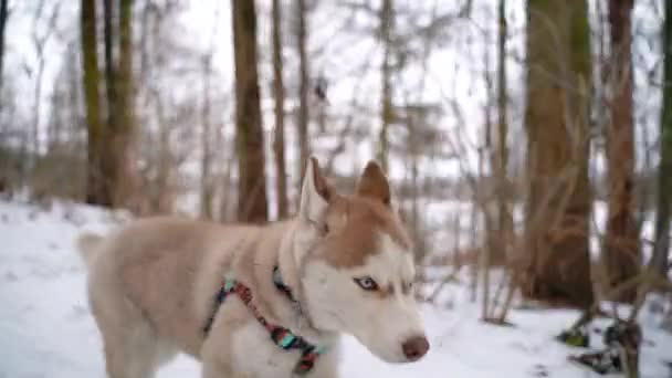 El cachorro Husky siberiano sale de la ciudad para dar un paseo en invierno. Sony A7III. 100 fps. FullHD — Vídeos de Stock