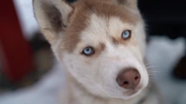 Köpek siberian dış yapraklar kış arka plan üzerinde. FullHD yüksek detaylı görüntüleri. Sony A7iii kamera çekim.