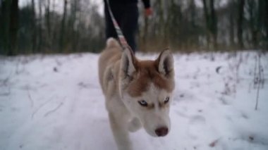 Köpek siberian dış yapraklar kış arka plan üzerinde. FullHD yüksek detaylı görüntüleri. Sony A7iii kamera çekim.