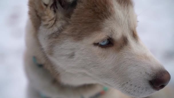 Hond Siberische husky op winter achtergrond. FullHD hoog gedetailleerde beelden. Geschoten op sony A7iii camera. — Stockvideo