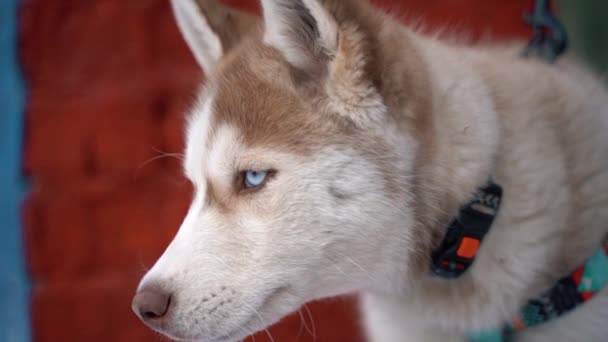 狗西伯利亚哈士奇在冬天背景。全面详细的镜头。在索尼 a7iii 相机上拍摄. — 图库视频影像