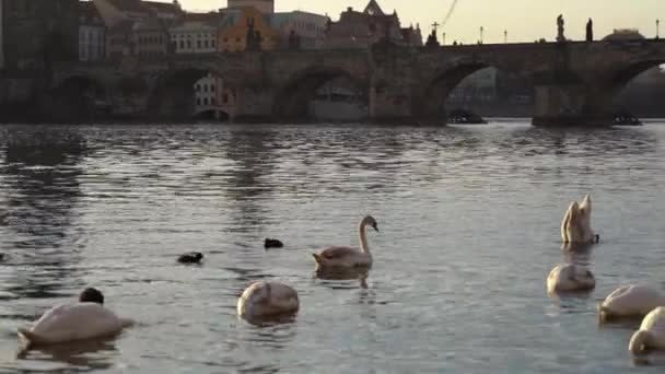 En stadspark, vita svanar simma i en flod, svanar på floden Moldau, svanar i Prag, vit svan flytande i vattnet mot bakgrund av bron, video, solnedgången — Stockvideo