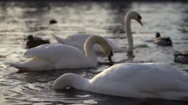 Bir şehir parkı, beyaz kuğu yüzmek bir nehir Vltava Nehri üzerinde Prag, beyaz kuğu Köprüsü, video, günbatımı çerçevede suda yüzen kuğular Kuğu