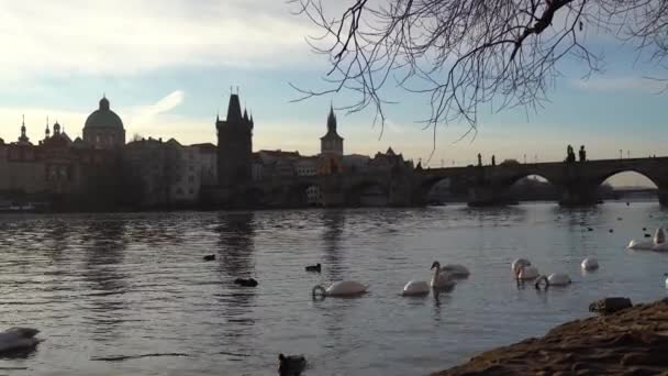 Un parc de la ville, Cygnes blancs nagent dans une rivière, Cygnes sur la rivière Vltava, Cygnes à Prague, Cygne blanc flottant dans l'eau sur le fond du pont, vidéo, coucher de soleil — Video