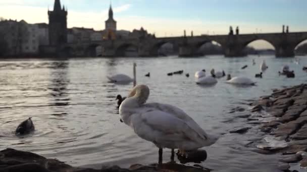 Um parque da cidade, cisnes brancos nadam em um rio, cisnes no rio Vltava, cisnes em Praga, cisne branco flutuando na água contra o fundo da ponte, vídeo, pôr do sol — Vídeo de Stock