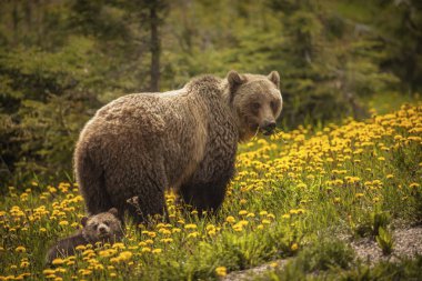 Jasper Milli Parkı'nda Kanada ayı. Alberta, Kanada.