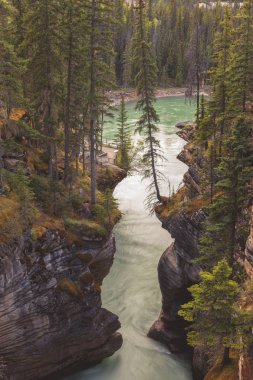 Athabasca Falls Jasper Milli Parkı'nda. Alberta, Kanada.