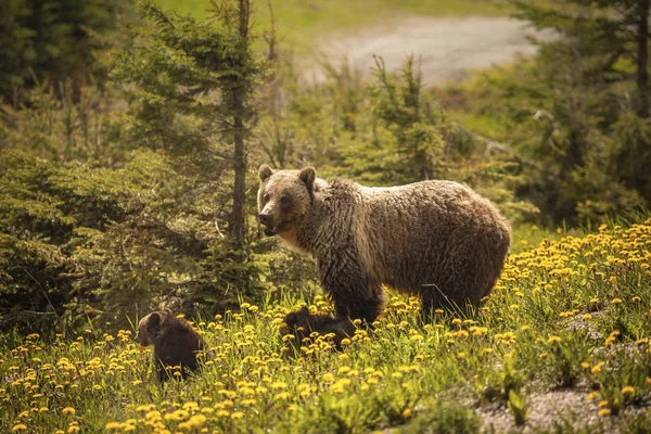 Ours Dans Parc National Jasper Canada Alberta Canada — Photo