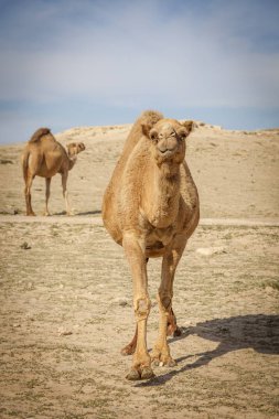 Develer kırsal Kuveyt