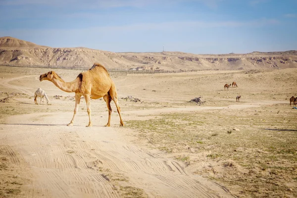 Kameler i landsbygdens Kuwait — Stockfoto