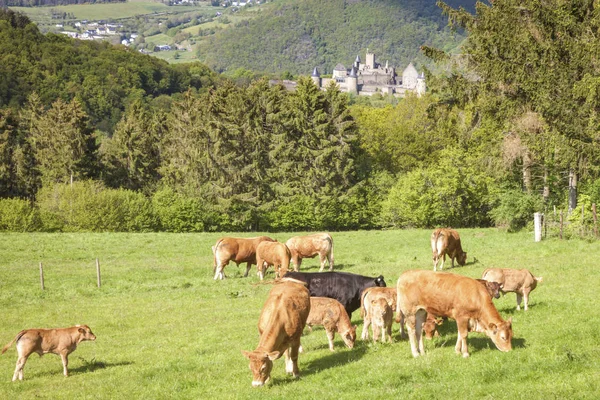 Vaches et champ vert — Photo