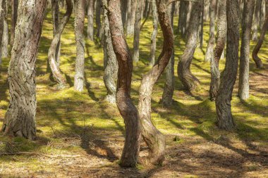 Curonian Spit Ulusal Parkı'nda dans ormanı