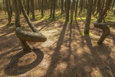 Curonian Spit Ulusal Parkı'nda dans ormanı