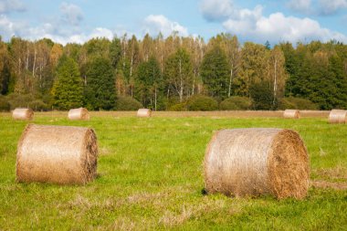 Bialowieza Ulusal Parkı. Bialowieza, Podlaskie, Polonya.