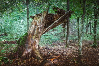 Bialowieza Ulusal Parkı. Bialowieza, Podlaskie, Polonya.