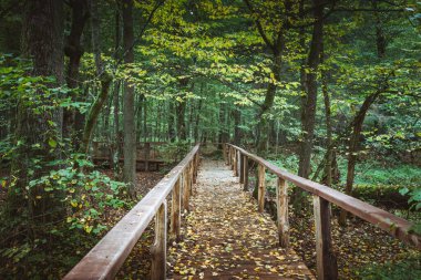 Bialowieza Ulusal Parkı. Bialowieza, Podlaskie, Polonya.