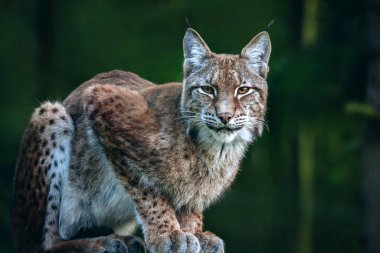 Bialowieza Ulusal Parkı 'nda Lynx. Bialowieza, Podlaskie, Polonya.