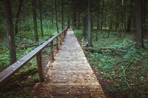 Białowieski Park Narodowy Białowieża Podlaskie Polska — Zdjęcie stockowe