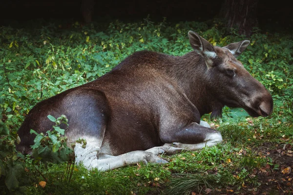 Alce Parque Nacional Bialowieza Bialowieza Podlaskie Polónia — Fotografia de Stock