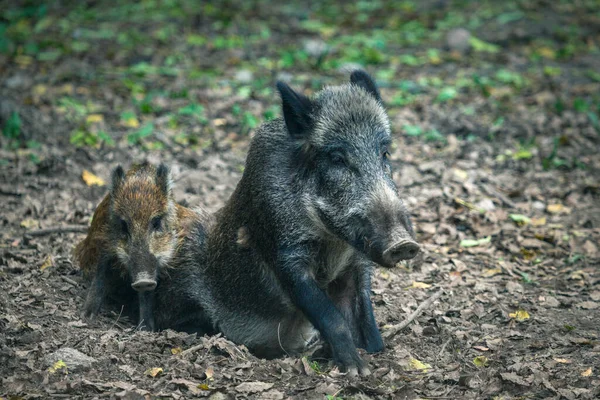 로비에자 공원의 멧돼지입니다 Bialowieza Podlaskie Poland — 스톡 사진