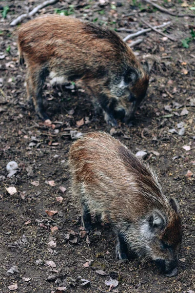 ビアロウィザ国立公園の野生のイノシシ ポーランドポドラスキー州ビアロウィザ — ストック写真