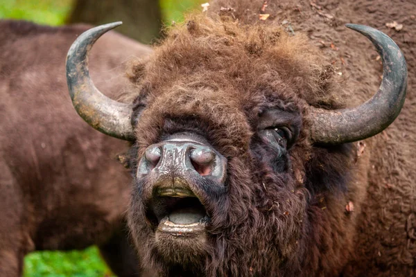 European bisons in Bialowieza National Park. Bialowieza, Podlaskie, Poland.