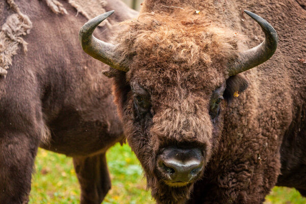 European bisons in Bialowieza National Park. Bialowieza, Podlaskie, Poland.