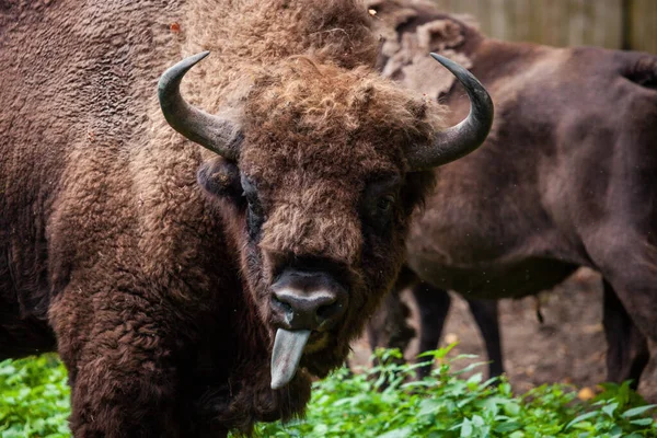 Bisões Europeus Parque Nacional Bialowieza Bialowieza Podlaskie Polónia — Fotografia de Stock