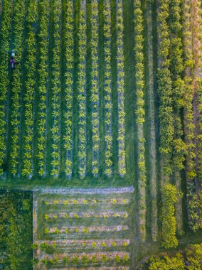 Szydlow Panoraması. Szydlow, Kutsal Haç, Polonya.