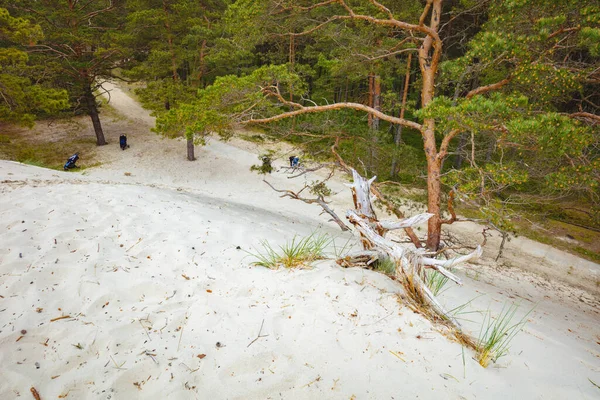 Dunes Osetnik Osetnik Poméranie Pologne — Photo