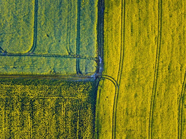 Colorful Field West Pomerania Poland — Stock Photo, Image