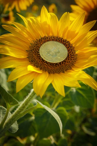 Bitcoin Grows Sunflower — Stock Photo, Image