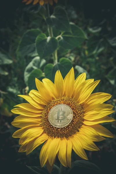 Bitcoin Grows Sunflower — Stock Photo, Image