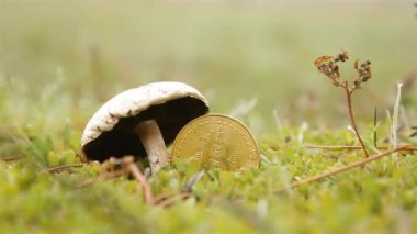Bitcoin oranı sabah yağmurdan sonraki mantar gibi büyüdü.