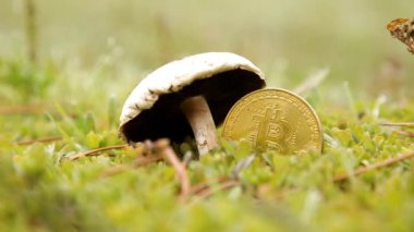 Bitcoin oranı yağmur sonrası mantar gibi büyüdü.