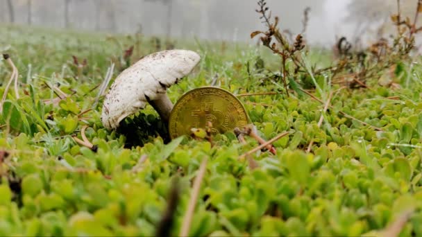 朝の雨の後 大きなポルチーニキノコの近くの黄金のビットコイン — ストック動画