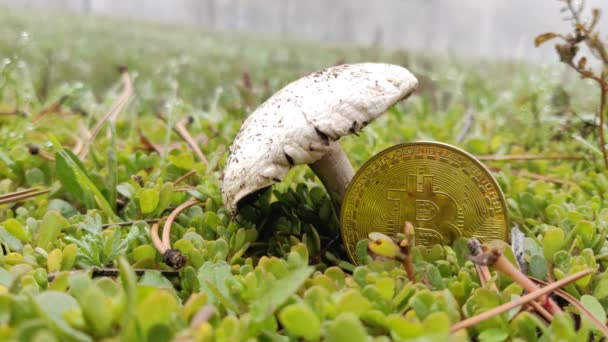 Golden Bitcoin Morning Grew Mushroom Rain — Stock Video