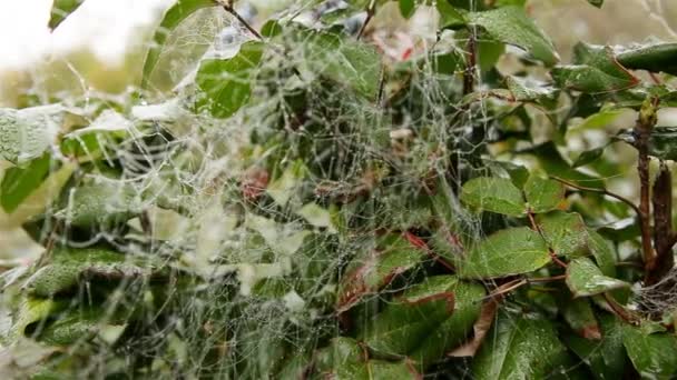 Yağmurdan Sonra Sabah Dallarında Çiy Olan Örümcek Ağı — Stok video