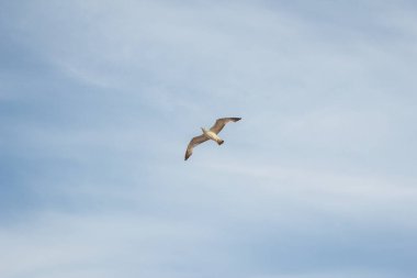 Denizin yanındaki mavi gökyüzünde büyük bir martı