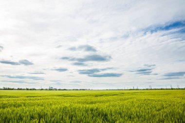 Baharda büyük bir yeşil buğday tarlası