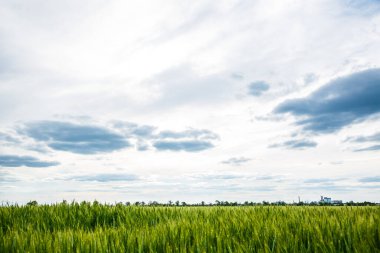 Baharda büyük bir yeşil buğday tarlası