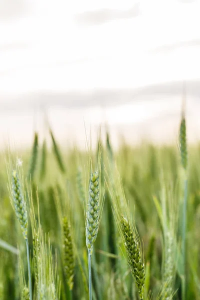 Grand Champ Blé Vert Printemps — Photo